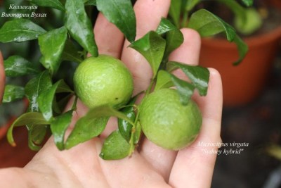Microcitrus virgata  Sydney hybrid - 
